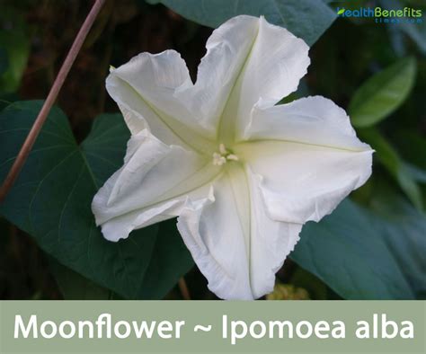 Moonflowers in Rituals and Ceremonies: Ancient Traditions Revived